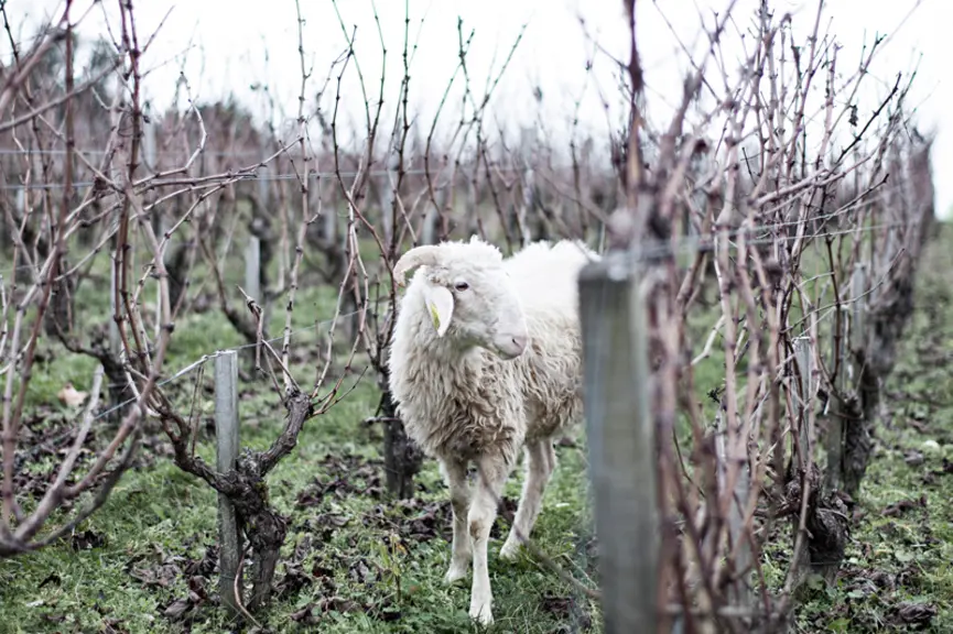 Le pâturage des vignes s'effectue pendant l'hiver afin que les brebis ne soient pas tentées de manger les jeunes feuilles. © A. Vincens de Tapol