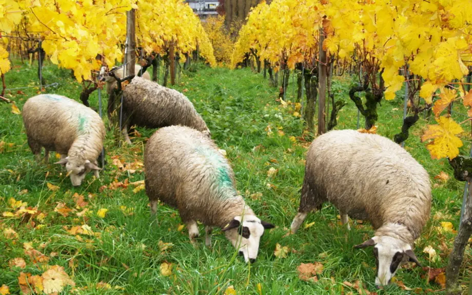 Les brebis peuvent manger les feuilles tombées au sol mais cela pose la question de l'impact du cuivre sur la santé des brebis. © R.Amrous