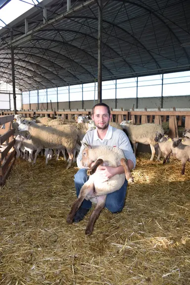 Rémy Bajard apprécie la prolificité des Romanes qu’il élève une partie en race pure, une autre en croisée avec des Charollais et Suffolk. © D. Hardy