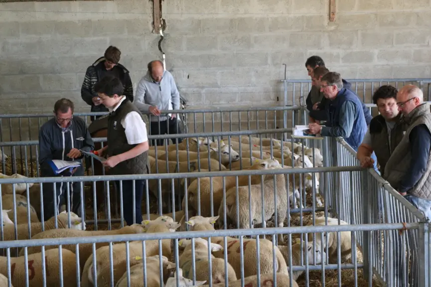 Durant la matinée, sélectionneurs et éleveurs font le tour des lots pour repérer les agneaux qui auront leur intérêt pendant les ventes de l'après-mid