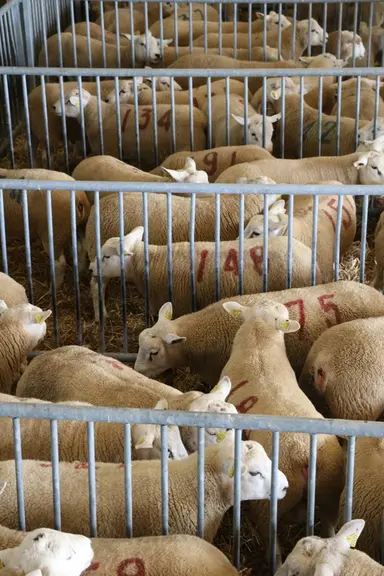 L'éleveur peut récupérer quelques-uns de ses agneaux testés, mais cette pratique reste marginale, l'idée de la journée étant l'échange et la diffusion