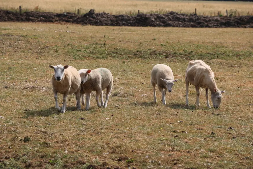 A partir du 20 juin, le manque d'eau a pénalisé le pâturage et les éleveurs ont dû entamer leurs stocks pour l'hiver. © B. Morel