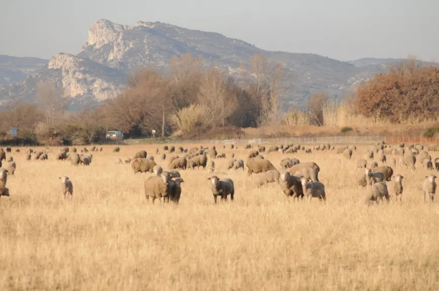 La durabilité des systèmes d'élevage est un questionnement au cœur de l'actualité avec le changement climatique et les aléas du marché de la viande. ©