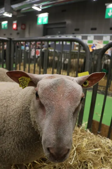 Pour les éleveurs, monter des animaux au salon de l'agriculture a un coût. Il faut acheter le fourrage, fourni par le salon, amener les concentrés, tr