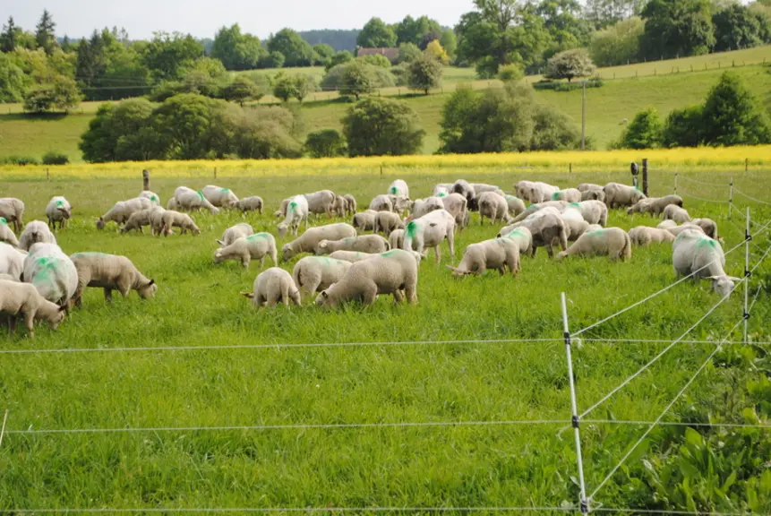 On obtient un tiers d’herbe en plus sur les bonnes prairies avec des conditions climatiques favorables. © Ciirpo