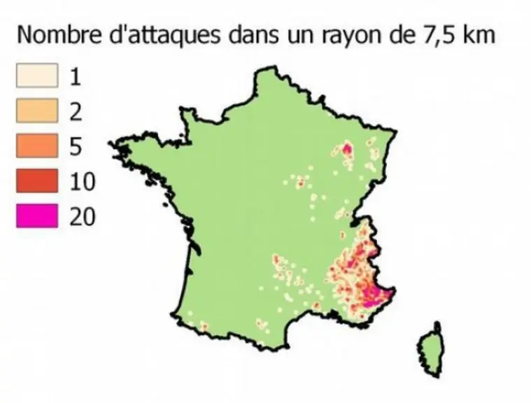 Les attaques de loup sur les troupeaux se concentrent en majorité dans l'arc alpin mais certaines régions commencent à en comptabiliser un certain nom