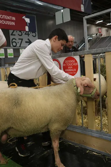 Retour de ring pour ce mouton Rouge de l'Ouest. Les animaux de concours ne sont pas, selon les éleveurs, particulièrement stressés suite à leur venue