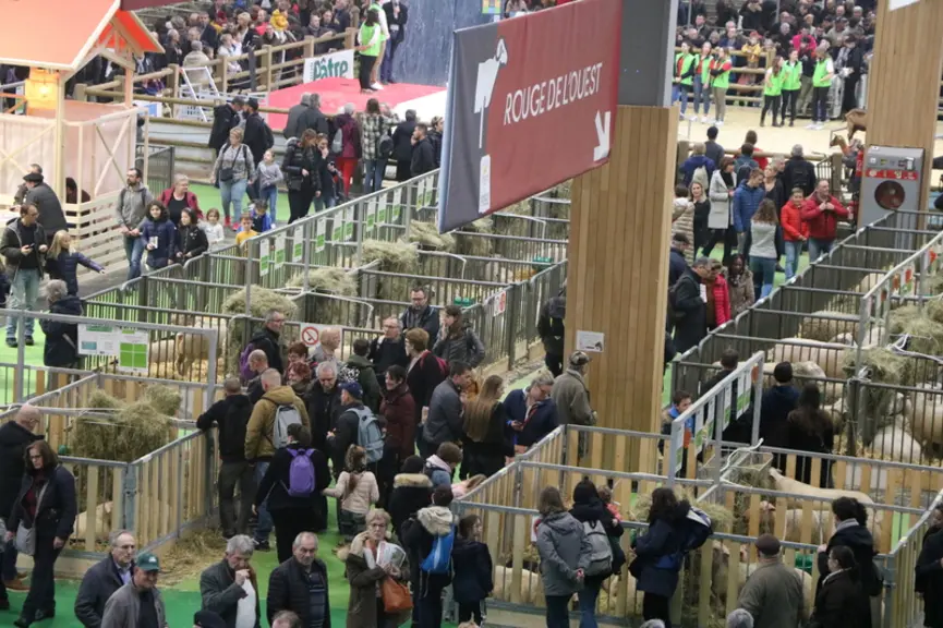 Les moutons attirent les badauds au salon. Peu d'entre eux ont à l'esprit la diversité et la multitude de races ovines existantes. © B. Morel