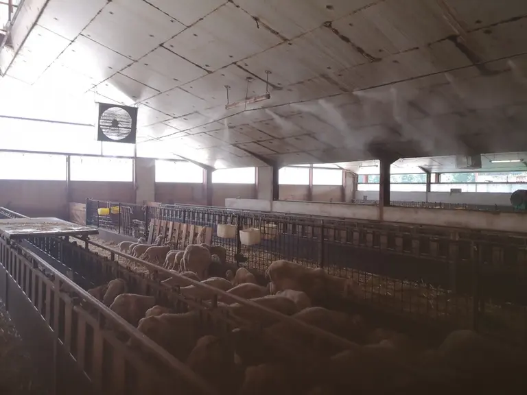 En plus des aménagements de bâtiment, on peut réduire les effets du stress thermique en jouant sur l'alimentation. © M. Millérioux
