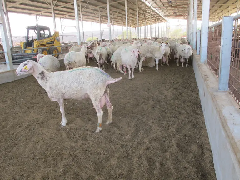 Les différentes cases sont délimitées par des couloirs mécanisés. © J.-Y. Blanchin