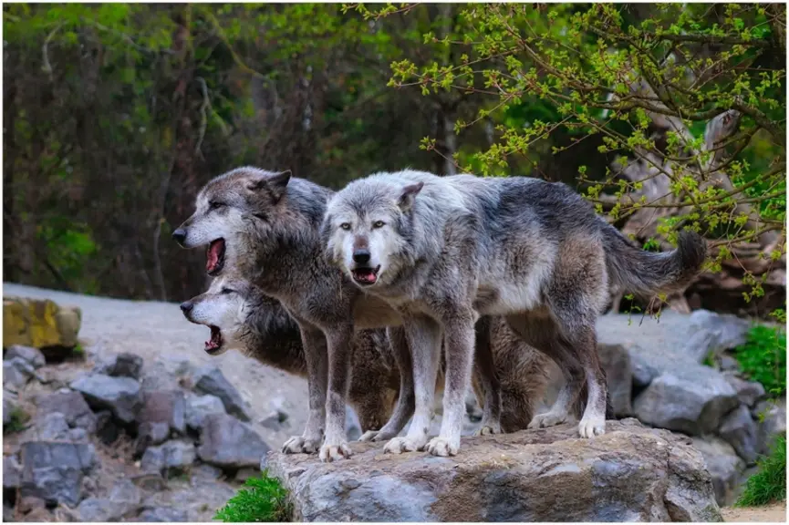 Le loup s'est installé sur le territoire français avec plus de 530 individus recensés.