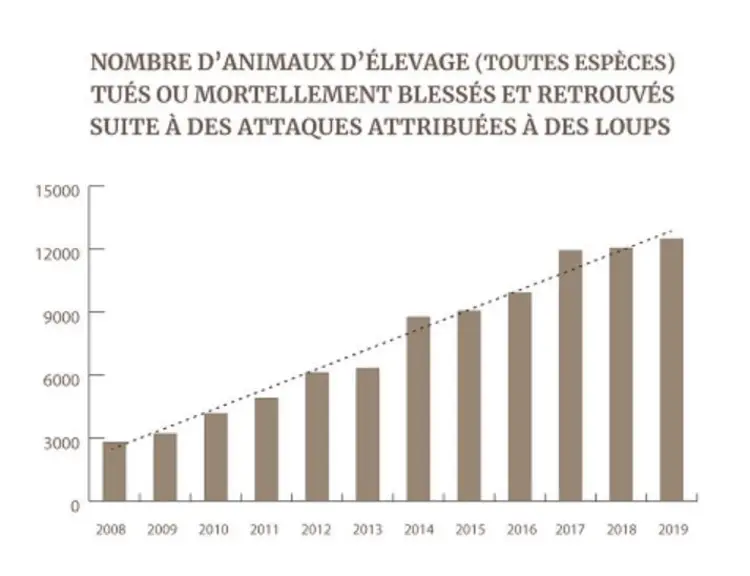 Le nombre de victimes du loup augmente chaque de manière linéaire. © Inrae