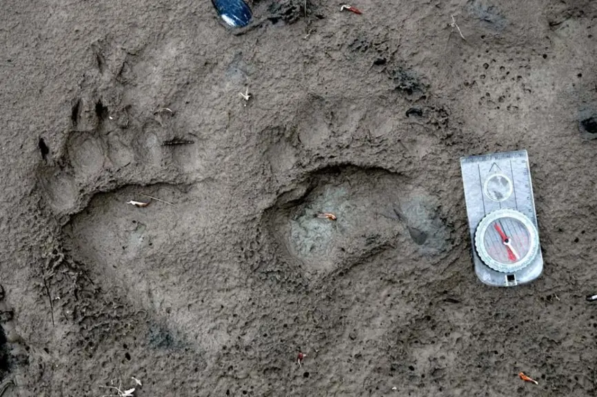 Les poils, prédations, photos-vidéos, pistes et crottes servent à repérer la présence des ours. © J. Linnel