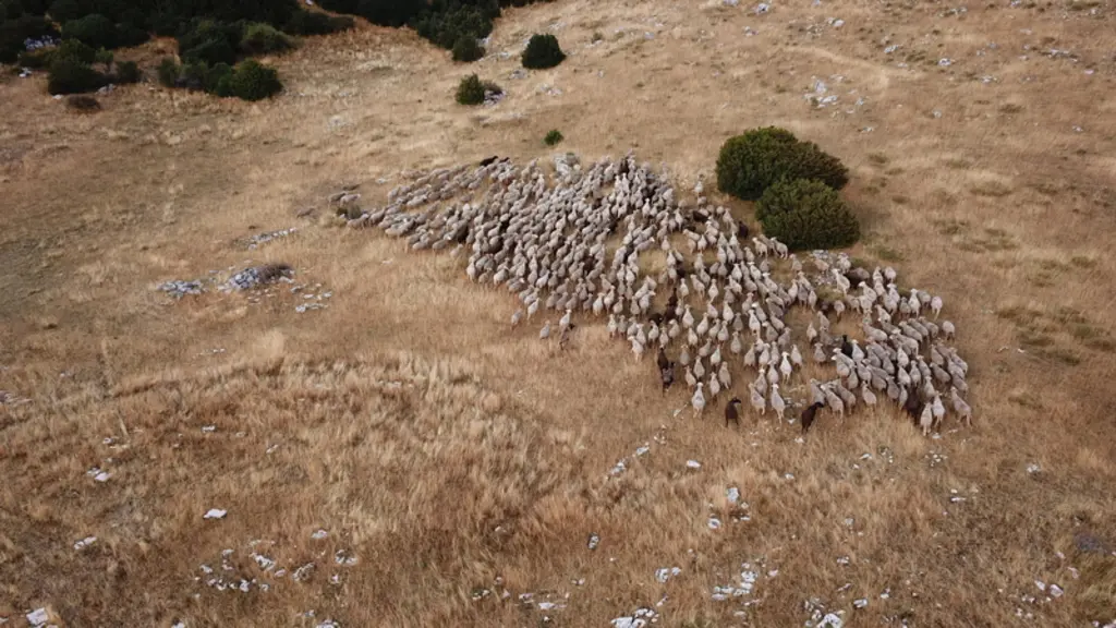 Vu d’en haut, les brebis sont repérées facilement. © N. Schneidermann