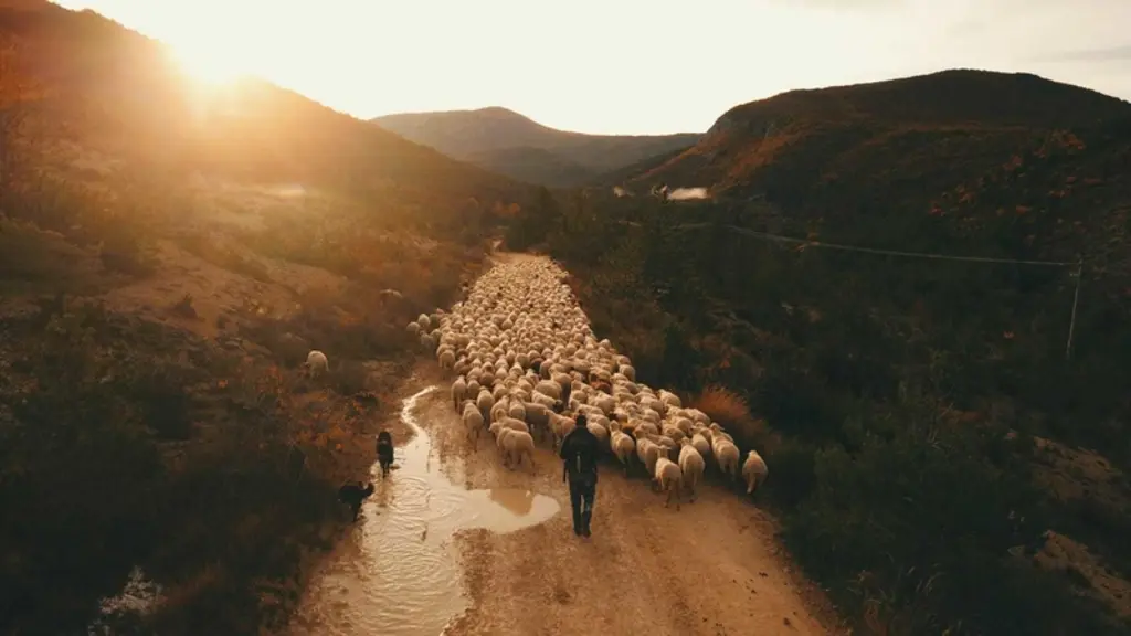 © N. Schneidermann