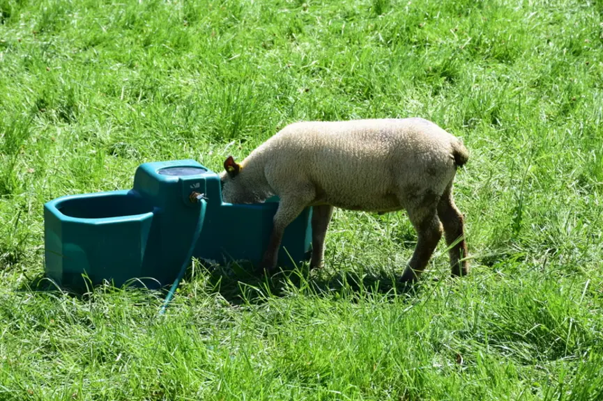 Les normes prévoient un abreuvoir pour 40 à 50 animaux, à 40-50 cm de hauteur pour les agneaux. © D. Hardy