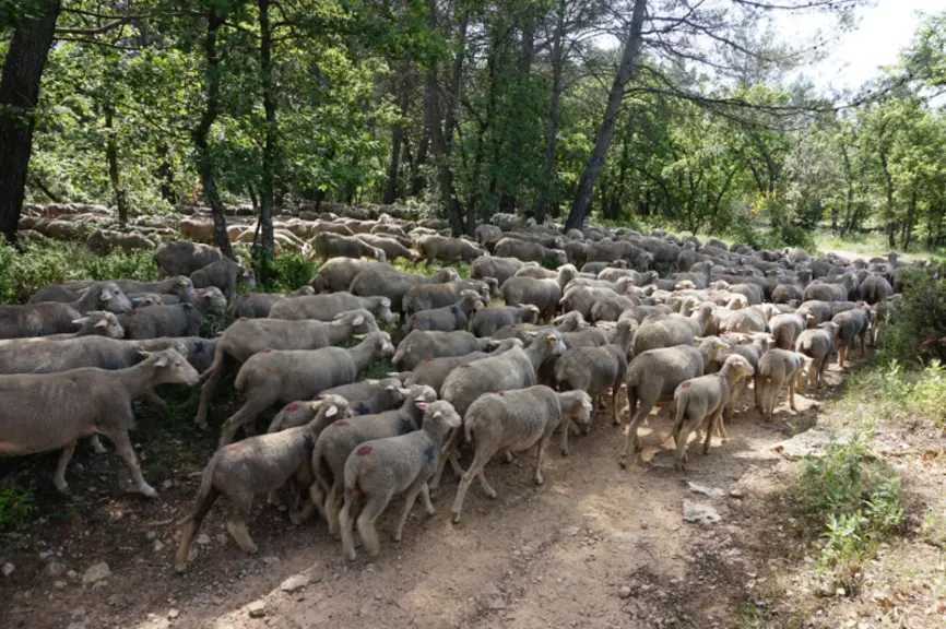 Les troupeaux circulent de place en place de pâturage, de la plaine à la montagne, tout au long de l’année. Ici, un troupeau mérinos d’Arles au pâtura