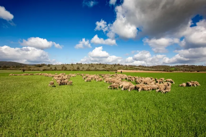 En créant une charte commune à tous les producteurs, France brebis laitière veut réaffirmer l’importance du pâturage dans la production du lait. © Stu