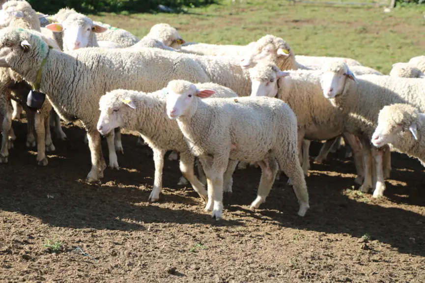 L'aide ovine a avant tout vocation à inciter les éleveurs à améliorer la productivité de leurs brebis et à produire des agneaux de bonne qualité. © B.