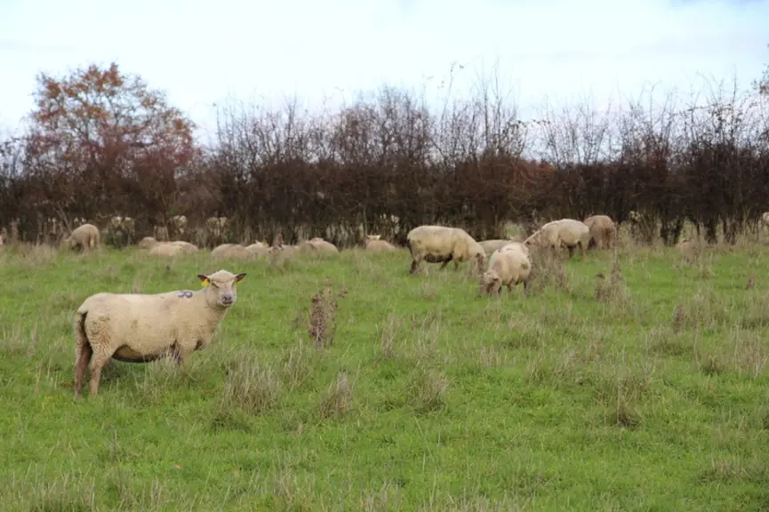 Quand les brebis laissent des refus, les vaches les mangent, ce qui évite de passer le broyeur. © V. Bargain
