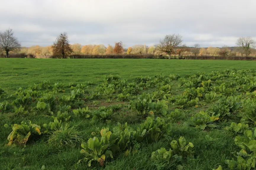 Anthony fait cette année un essai de conservation des betteraves en terre. Les betteraves seront soulevées puis les brebis les mangeront directement a