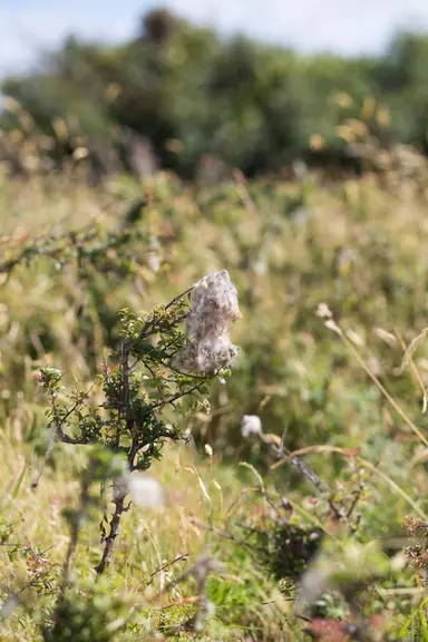 Les moutons Landes de Bretagne contribuent à lutter contre les broussailles qui ont tendance à envahir l'ile.  © C. Diais