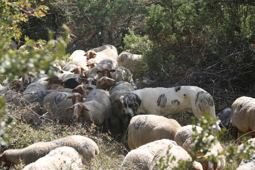 Dans les espaces peu ouverts et boisés, les traceurs GPS ont montré que les chiens patrouillent plus activement. © B. Morel
