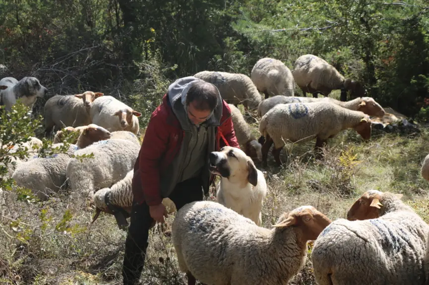 Guilhem a commencé l'essai avec ses chiens mais il était plutôt intéressé de connaître les déplacements de ces brebis et leurs habitudes. © B. Morel