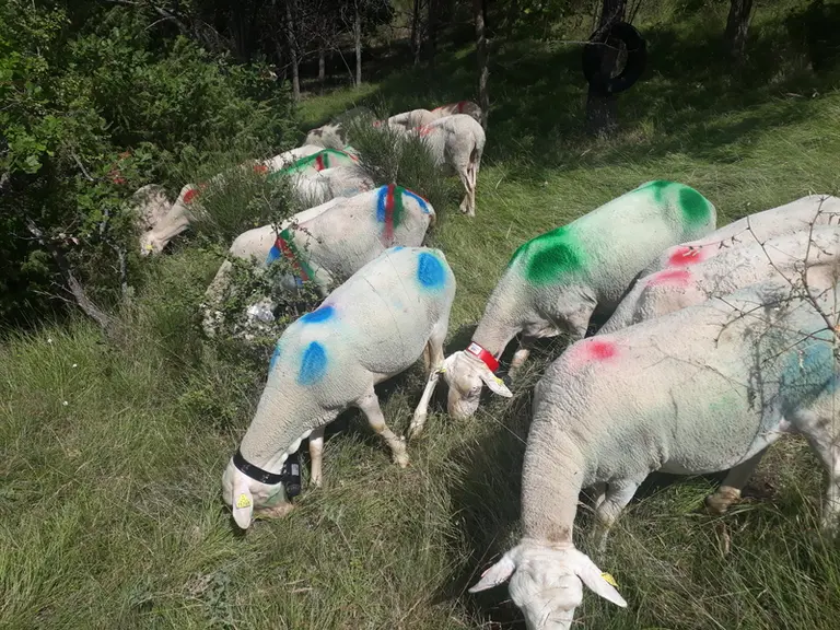 La combinaison d'un GPS et d'un accéléromètre permet d'acquérir une connaissance fine du comportement pastoral des brebis. © DR