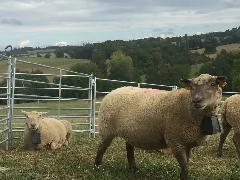 Si les animaux s'échappent, l'éleveur est averti par SMS. © Idele