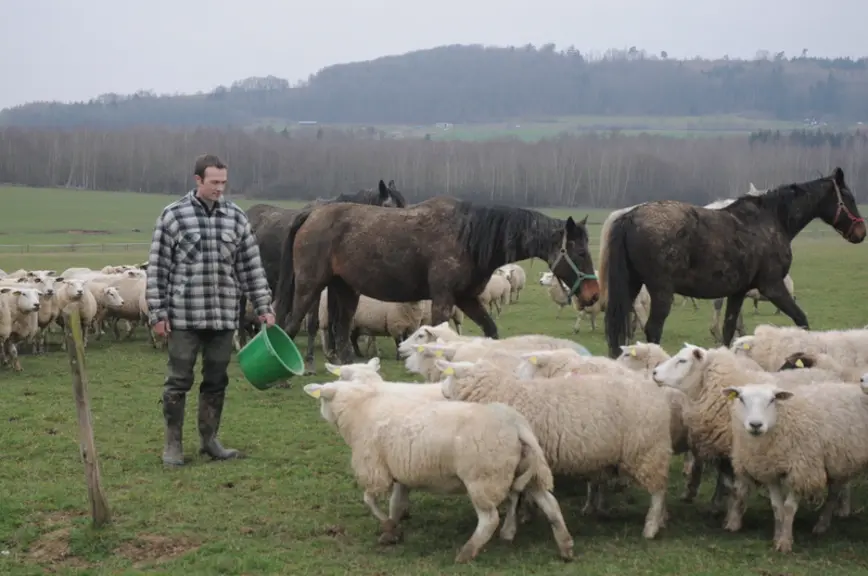 Franck Van Haaren cherche à garder un bon équilibre entre taille du troupeau et surface pâturable pour assurer l’autonomie fourragère. © A. Villette
