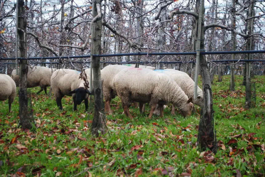 Les brebis peuvent nettoyer le verger jusqu'au pied des troncs. © Ciirpo