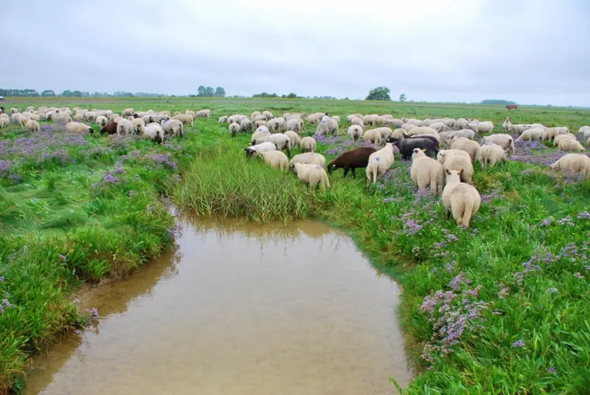 Le pâturage des prairies humides a façonné le paysage de la plaine maritime picarde. Aujourd'hui, touten luttant contre l’embroussaillement des parcel