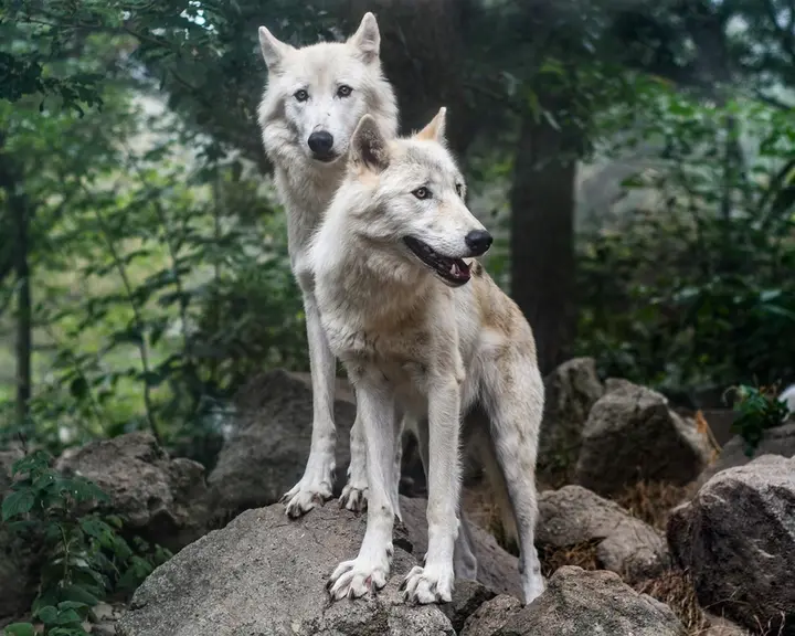 6 Français sur 10 privilégieraient l'élevage de brebis à la présence du loup. © C. Sagniez