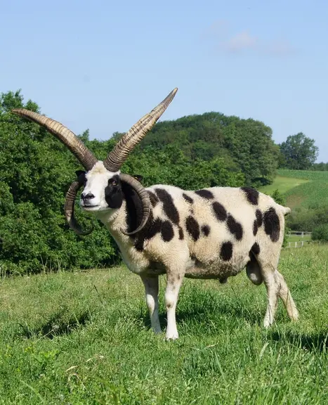La mutation d’un gène laisse la corne pousser à plusieurs endroits de la tête. Ici, un bélier Jacob. © L. IwonArche Warder