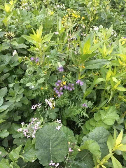 La biodiversité aérienne traduit aussi une intense vie souterraine.  © F. Trottier