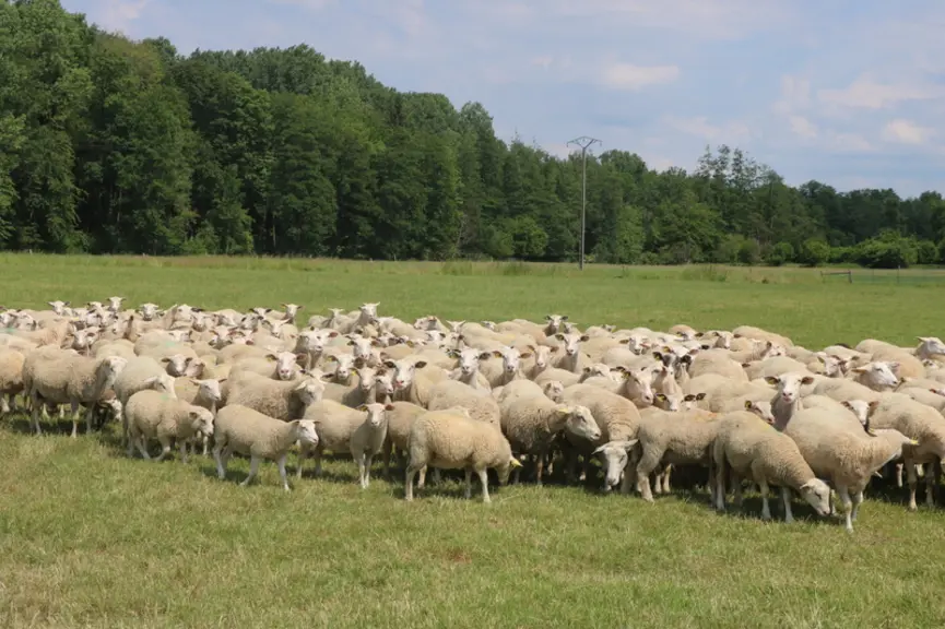 Les médecines complémentaires, tout comme la bonne pratique de l'allopathie, prônent tout d'abord une gestion globale du bien-être animal et de la san