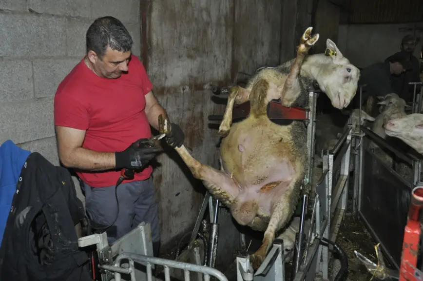 Un jour avec Simon Garnier et Sébastien Dubreuil, manucures des brebis