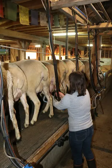 Les petits ruminants attirent davantage les porteurs de projet atypiques par les investissements moindres pour démarrer et la diversité de production
