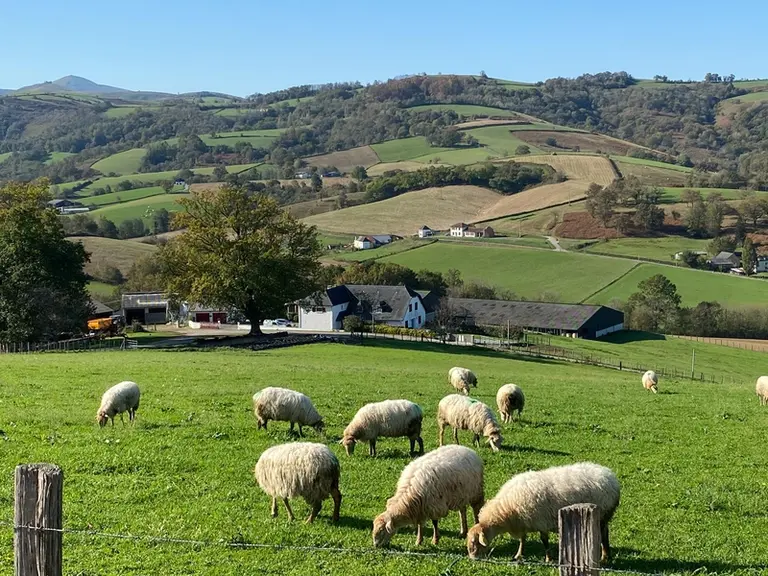 Les Manech tête rousse se sont acclimatées aux Pyrénées mais elles peuvent aussi transformer l'herbe d'autres régions en lait. © B. Christy