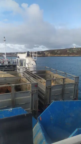Sans connaissance du milieu agricole, Charlène 26 ans, se lance dans son projet de vie : élever des Manech Tête Rousse sur l’île d’Ouessant et fabriqu