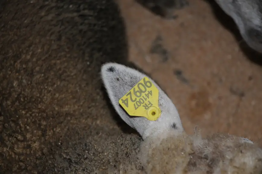 Après plusieurs années sur les oreilles des petits ruminants, les boucles d'identification électroniques restent lisibles et bien accrochées.   © L. G