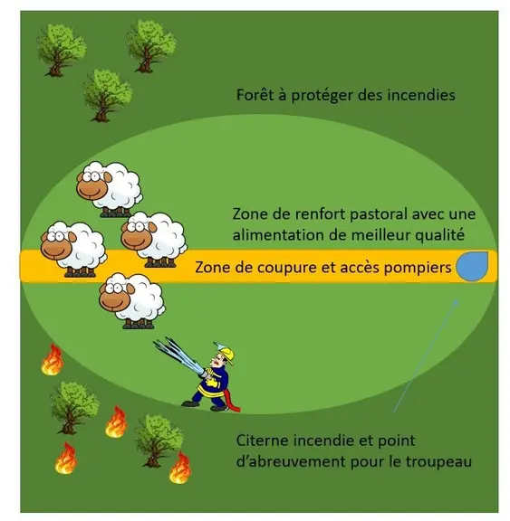 La coupure arrête le feu et nourrit le troupeau.  © R. Horriot