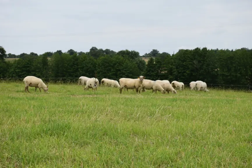 Le parcellaire groupé permet une bonne gestion du pâturage sur 43 ha de prairies. © V. Hervé-Quartier