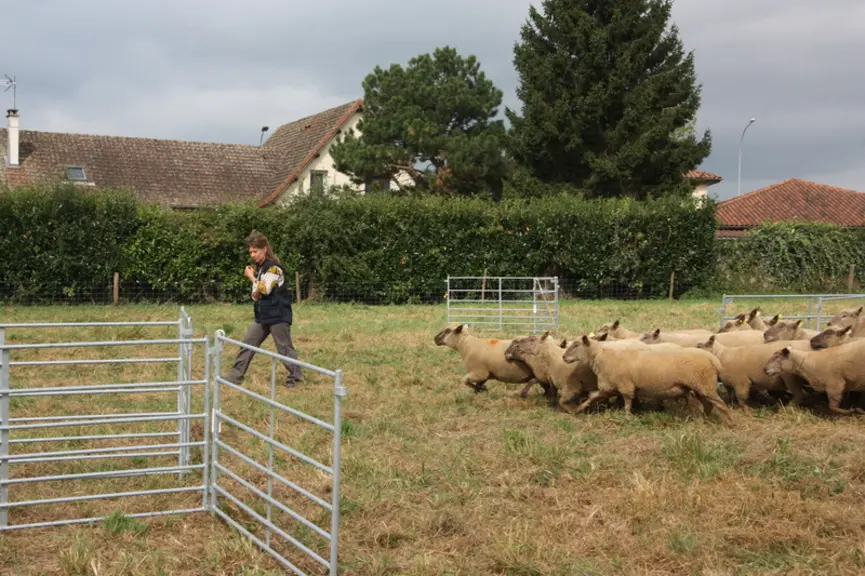 Les intervenants d'Idele et de l'association de chiens de troupeau de Haute-Vienne ont fait deux démonstrations par jour.