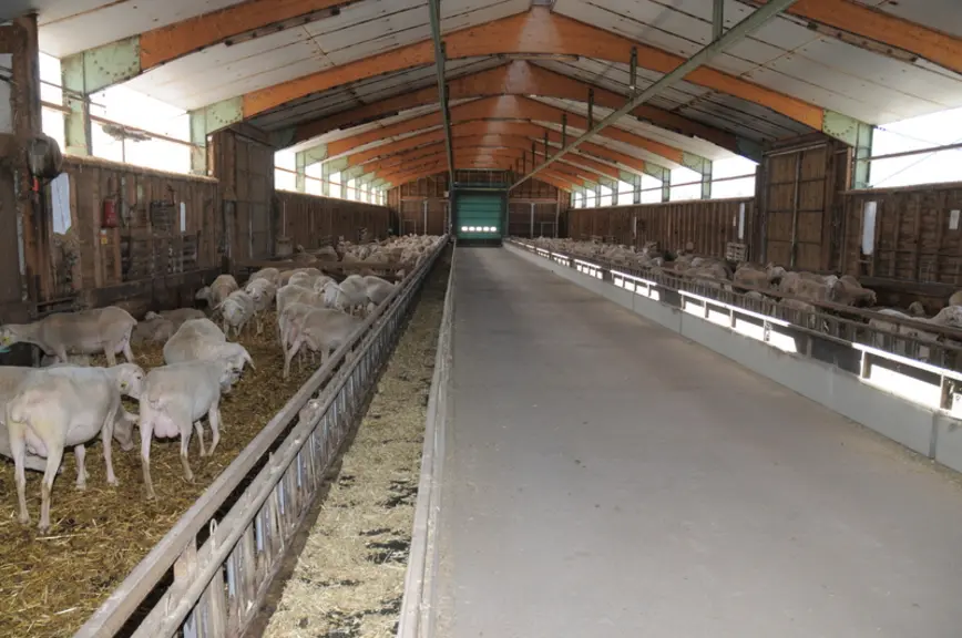 Emile Fabries adapte sa bergerie pour lutter contre les fortes chaleurs estivales.