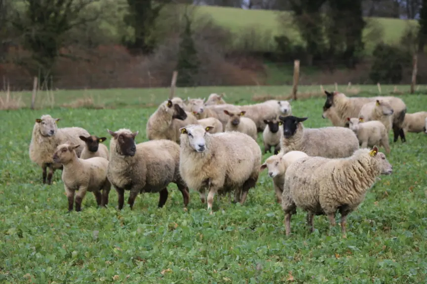 Les couverts comme le colza fourrager compensent le manque de fourrage l'été.