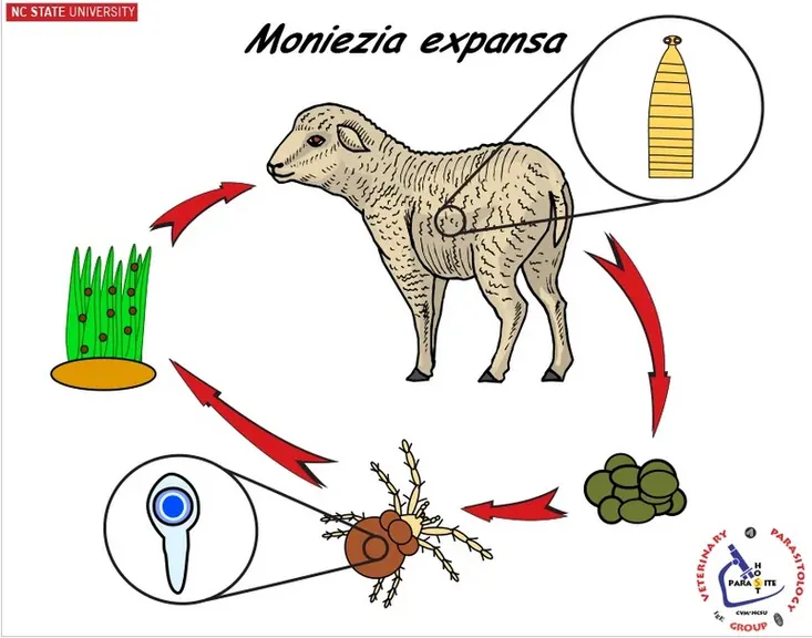 Le cycle du ténia chez les ovins passe par un acarien, l'oribate, qui est un hôte intermédiaire qui se cache dans les herbes, ingérées par les ovins.