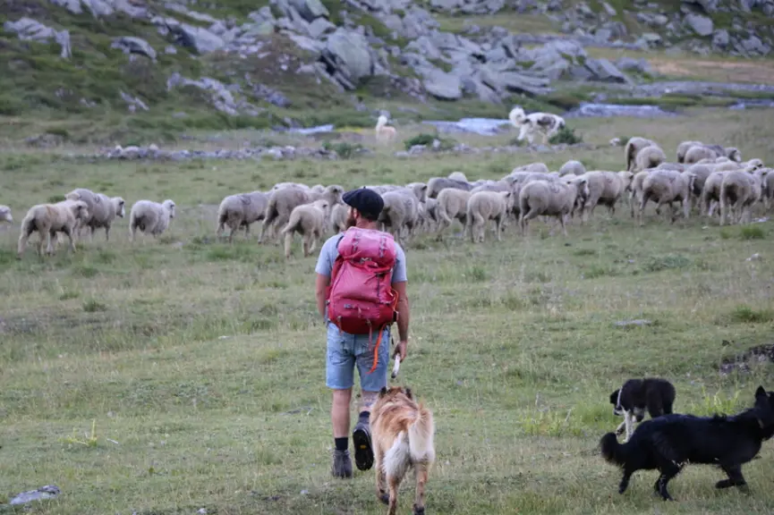 Bien souvent isolés dans la montagne, les bergères et bergers ne savent pas comment réagir face à un ours et dans le cas de ces rencontres, sentent le