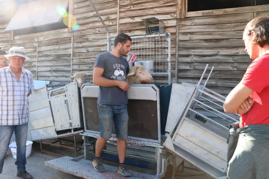 Luc Raymond, éleveur en sélection de 800 Mérinos d'Arles dans le Vaucluse, anticipe la période d'agnelage pour ne pas être pris de court.